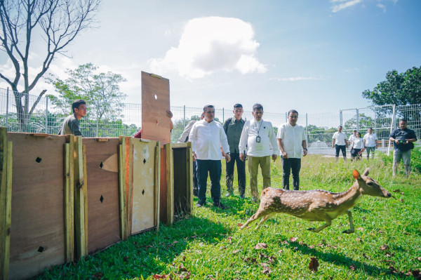 15 Ekor Rusa Totol Istana Kepresidenan Bogor Tambah Koleksi Taman Cadika Medan