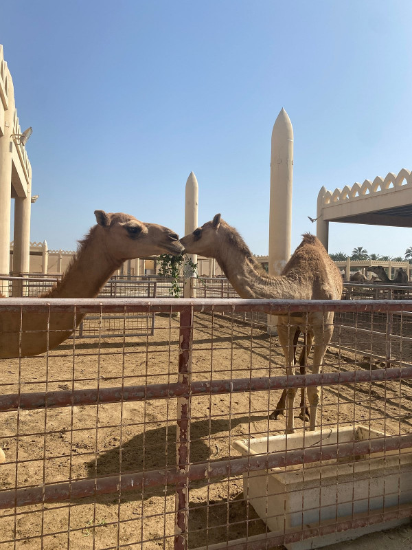 5 Destinasi Wisata di Bahrain, Ada Pohon Legendaris Usia 400 Tahun