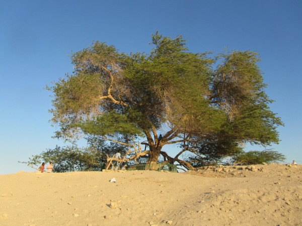 5 Destinasi Wisata di Bahrain, Ada Pohon Legendaris Usia 400 Tahun