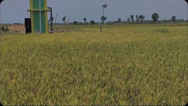 Irpom Dorong Petani Nganjuk Percepat Tanam hingga Tiga Kali Setahun