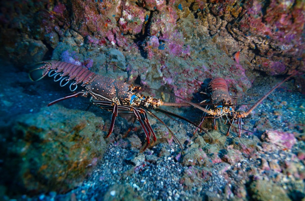 Mengapa Beberapa Hewan Bisa Hidup hingga Ratusan Tahun? Ini Penjelasan Ilmiahnya!