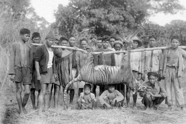 Benarkah Harimau Jawa Belum Punah? Simak Penjelasannya