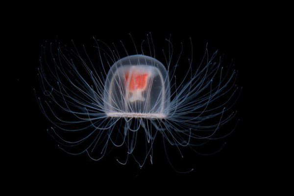 Turritopsis dohrnii: Ubur-ubur yang Mampu Meregenerasi Diri, bisa Hidup Selamanya?