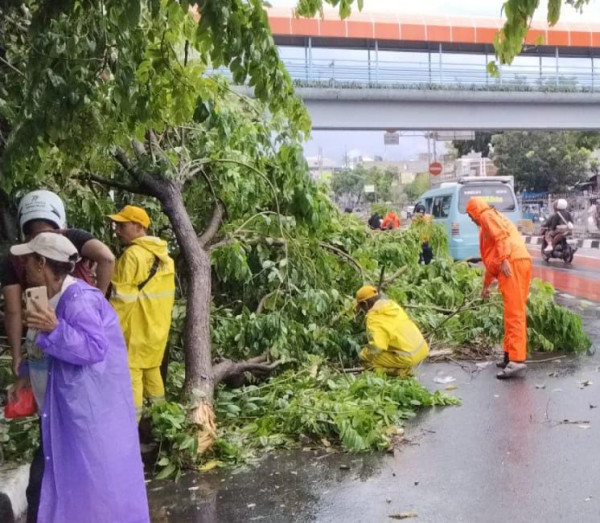 Belasan Pohon di Jakarta Tumbang Imbas Hujan Disertai Angin Kencang, Mobil Ringsek