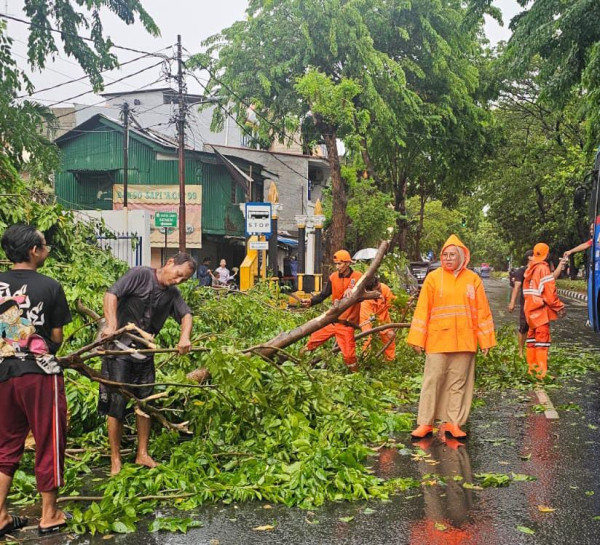 Belasan Pohon di Jakarta Tumbang Imbas Hujan Disertai Angin Kencang, Mobil Ringsek