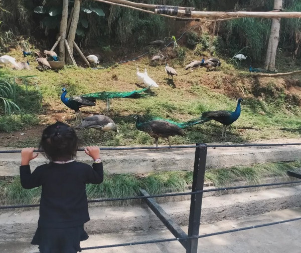8 Rekomendasi Tempat Wisata Kebun Binatang di Bandung, Jadi Pilihan di Libur Akhir Tahun
