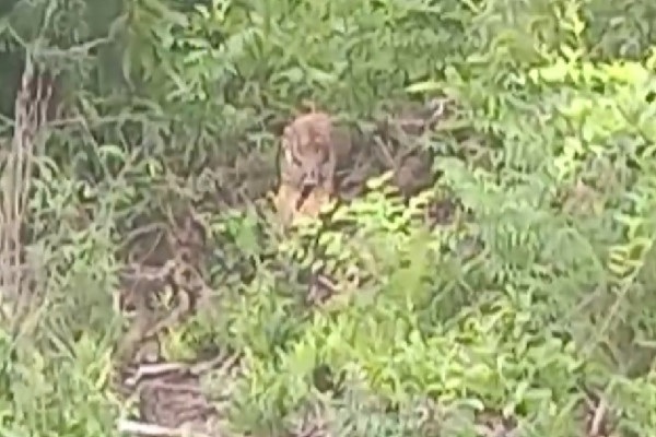 Viral! Harimau Sumatra Terekam Santai di Pinggir Kanal dan Datangi Mess Karyawan di Pelalawan