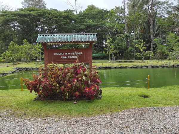 Mengunjungi MP21 Freeport Indonesia, Merawat Lahan Tailing Menjadi Kawasan Produktif