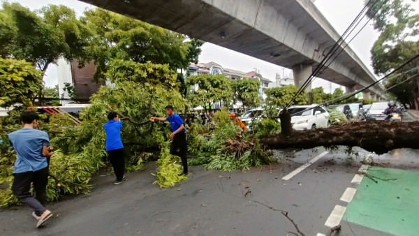 Pohon Tumbang di Melawai, Kemacetan Panjang Tak Terhindarkan
