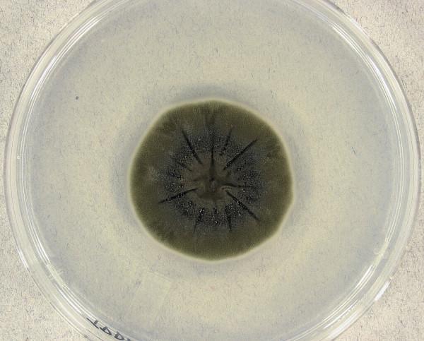 Cladosporium sphaerospermum: Jamur Ajaib yang Memakan Radiasi untuk Hidup