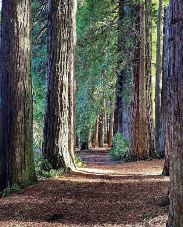 8 Negara Paling Aman untuk Solo Traveler Wanita, Nomor 2 Lokasi Syuting Lord of the Rings