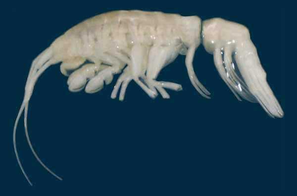 Penemuan Predator Laut Misterius Dulcibella Camanchaca di Palung Atacama Kejutkan Ilmuwan