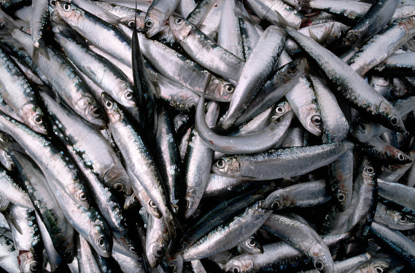 6 Makanan Membawa Keberuntungan di Tahun Baru, Ikan Lambangkan Kemakmuran
