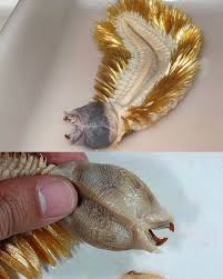 Cacing Berbulu Emas dari Antartika, Punya Mulut Mirip Alien!