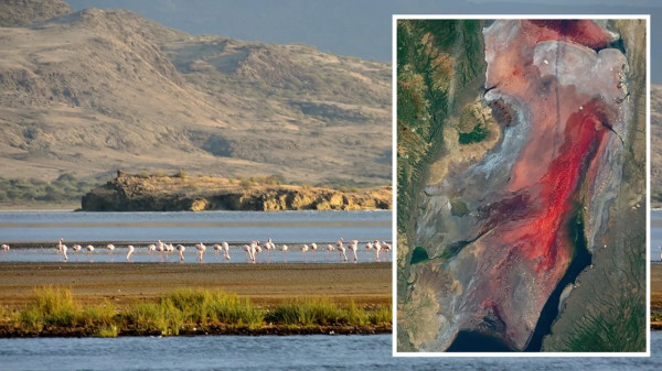 Mitos Danau Natron di Tanzania yang Sulap Hewan Jadi Batu, Bagaimana Faktanya?