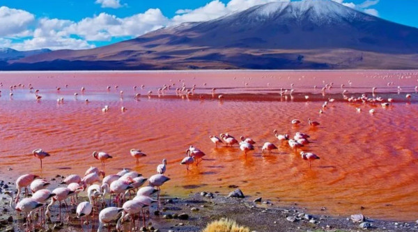Mitos Danau Natron di Tanzania yang Sulap Hewan Jadi Batu, Bagaimana Faktanya?