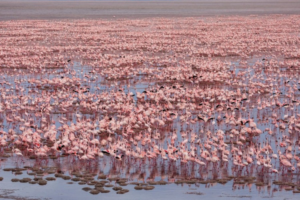 Mitos Danau Natron di Tanzania yang Sulap Hewan Jadi Batu, Bagaimana Faktanya?