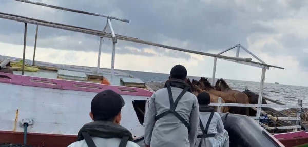 Berkat Bakamla, Kapal Terombang-ambing di Laut Flores Pengangkut Kuda hingga Kerbau Selamat