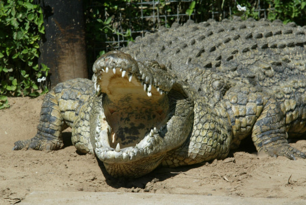 Mengapa Banyak Buaya di Florida Amerika Serikat? Ada 3 Faktor Utama