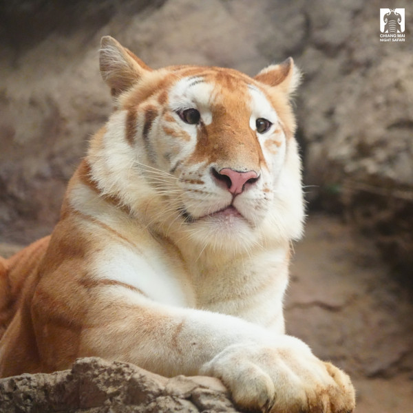 5 Potret Ava, Harimau Emas Imut dan Menggemaskan yang Ada di Kebun Binatang Thailand
