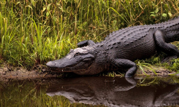 Danau atau Kolam Buaya? Ini 3 Danau di Florida yang Bikin Merinding!