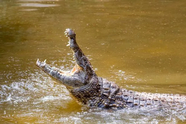 Danau atau Kolam Buaya? Ini 3 Danau di Florida yang Bikin Merinding!