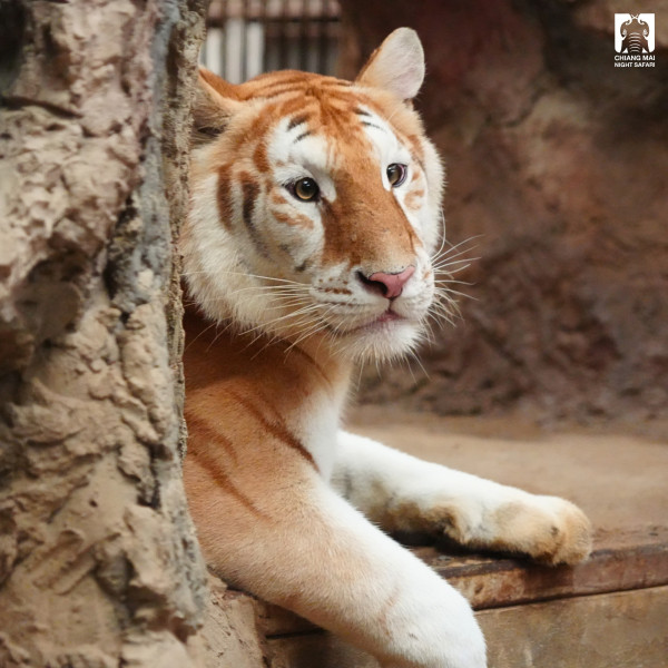 5 Potret Ava, Harimau Emas Imut dan Menggemaskan yang Ada di Kebun Binatang Thailand