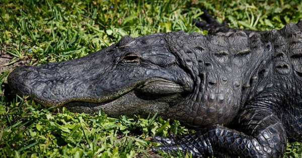 Danau atau Kolam Buaya? Ini 3 Danau di Florida yang Bikin Merinding!