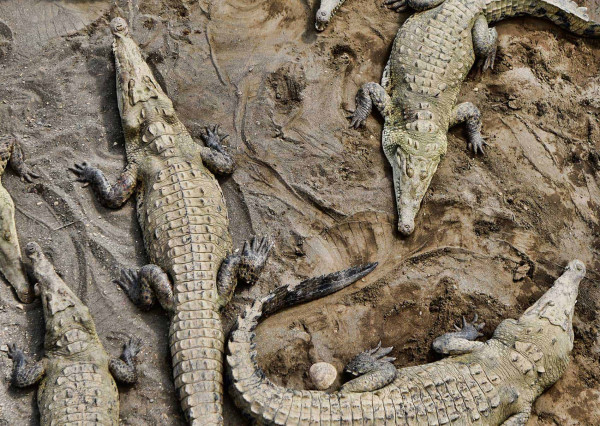 5 Sungai Penuh Buaya di Dunia, Nomor 2 di Asia