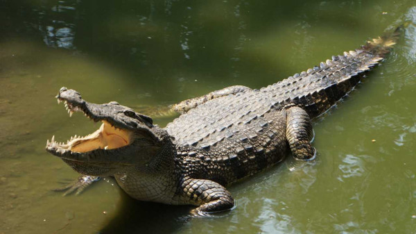 5 Sungai Penuh Buaya di Dunia, Nomor 2 di Asia