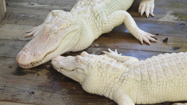 Mengapa Ada Buaya Albino? Ini jawabannya!