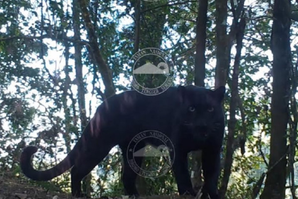 Penampakan 2 Macan Tutul Jawa Langka Terekam Kamera di Hutan TNBTS