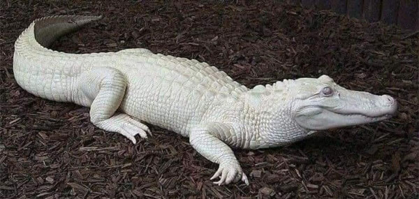 Mengapa Ada Buaya Albino? Ini jawabannya!