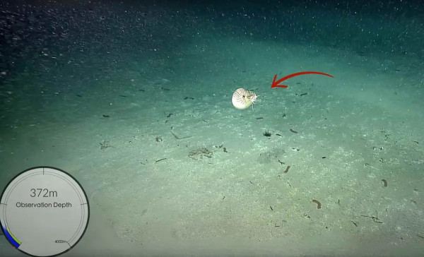 Penemuan Langka: Nautilus Palau, Makhluk Laut dari Zaman Dinosaurus