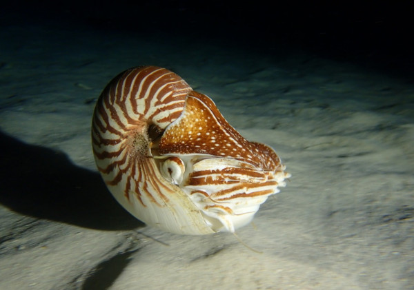 Penemuan Langka: Nautilus Palau, Makhluk Laut dari Zaman Dinosaurus