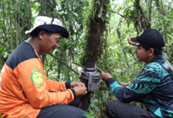 Kamera Trap Bongkar Rahasia Macan Tutul Jawa di Bromo, Ada Apa Ya?