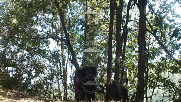 Cara Membedakan Macan Tutul dan Kumbang di Kawasan Gunung Bromo dari Rekaman Kamera