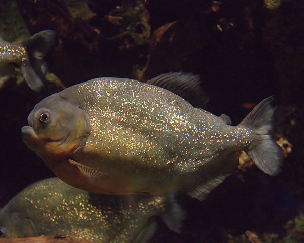 5 Sungai di Dunia yang Penuh Ikan Piranha, Banyak Terdapat di Wilayah Amerika Selatan