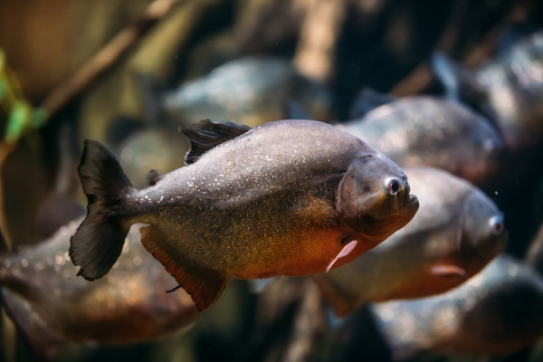 5 Sungai di Dunia yang Penuh Ikan Piranha, Banyak Terdapat di Wilayah Amerika Selatan