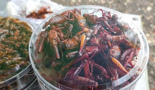 Belalang Goreng di Gunungkidul Diburu Wisatawan, Gara-gara Dadan Hindayana?