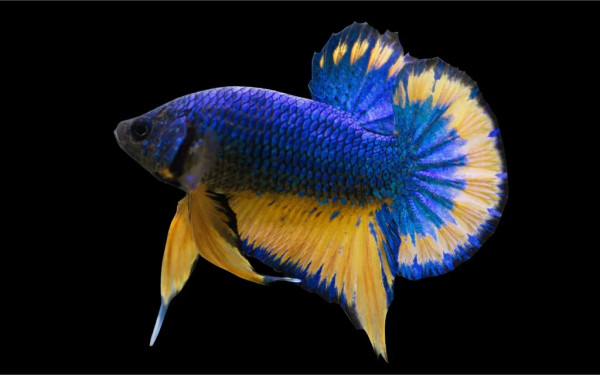 7 Jenis Ikan Cupang Paling Mahal di Dunia