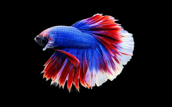 7 Jenis Ikan Cupang Paling Mahal di Dunia