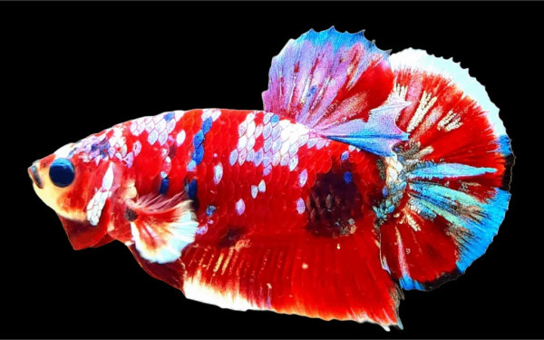 7 Jenis Ikan Cupang Paling Mahal di Dunia