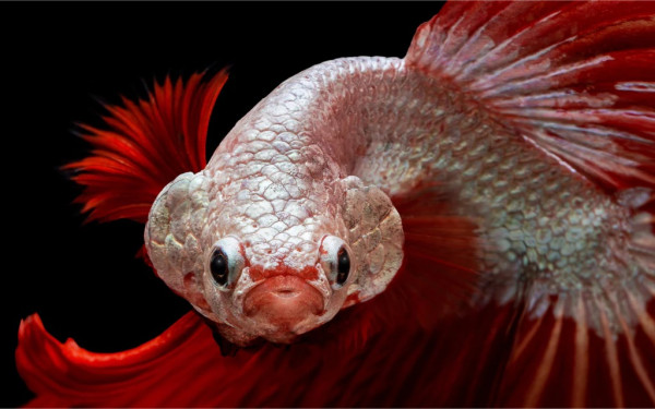 7 Jenis Ikan Cupang Paling Mahal di Dunia