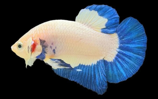 7 Jenis Ikan Cupang Paling Mahal di Dunia