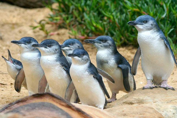 Penguin Kawin Cerai dan Selingkuh? Ternyata Drama Percintaan Juga Ada di Dunia Hewan!