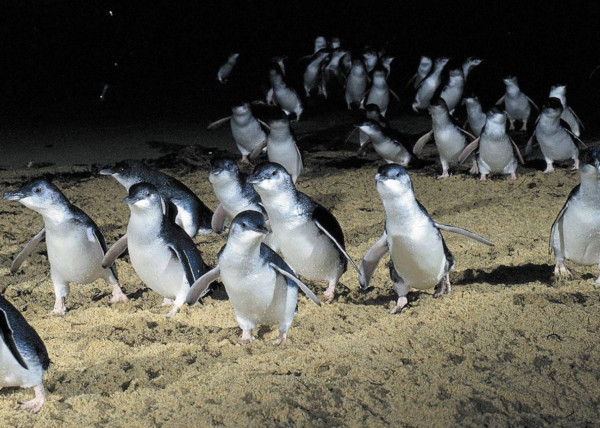 Penguin Kawin Cerai dan Selingkuh? Ternyata Drama Percintaan Juga Ada di Dunia Hewan!