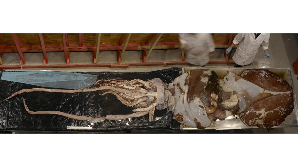 Cumi-cumi Kolosal: Alien dari Kedalaman Samudra yang Masih Misterius