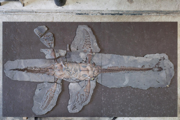 Misteri Plesiosaurus Terungkap: Monster Loch Ness dengan Kulit ala Lumba-lumba dan Sisik Keras Komodo