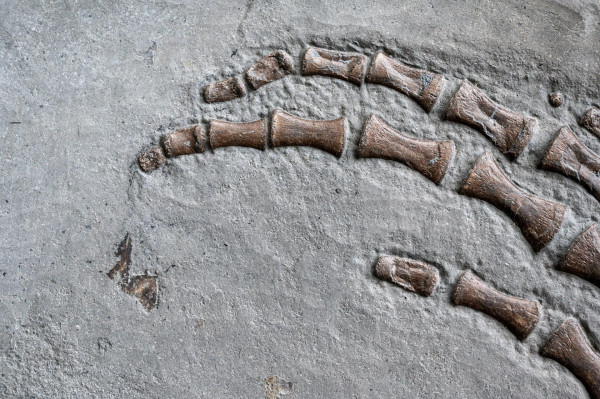 Misteri Plesiosaurus Terungkap: Monster Loch Ness dengan Kulit ala Lumba-lumba dan Sisik Keras Komodo